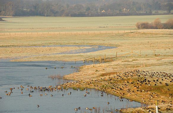 Nosterfield Nature Reserve